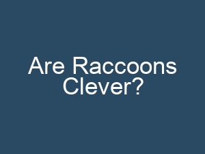 Are Raccoons Clever?
