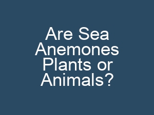Are Sea Anemones Plants or Animals?