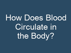 How Does Blood Circulate in the Body?